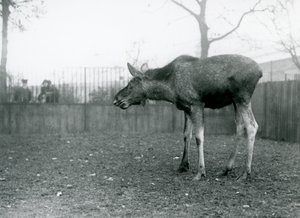 Ein junger Elch/Bullelch mit Wunden von kürzlich abgeworfenen Geweihen, steht in seinem Gehege im London Zoo (s/w Foto) von Frederick William Bond