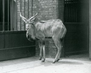 Ein junger männlicher Großer Kudu in seinem Gehege im Londoner Zoo 1929 von Frederick William Bond