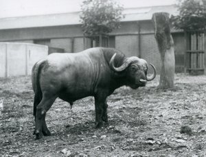 Ein Afrikanischer Büffel im Londoner Zoo, 1927 von Frederick William Bond