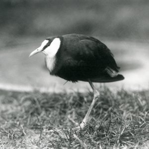 Ein Afrikanischer Jacana steht auf Gras im Londoner Zoo, August 1927