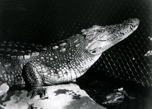 Ein Amerikanischer Alligator im Londoner Zoo im September 1924 von Frederick William Bond