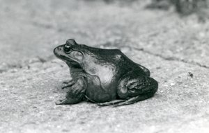 Ein Amerikanischer Ochsenfrosch, Londoner Zoo, 1925 von Frederick William Bond