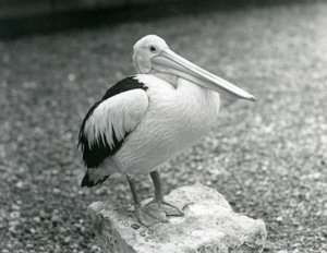 Ein australischer Pelikan auf einem Stein im Londoner Zoo, 1929 (s/w Foto)
