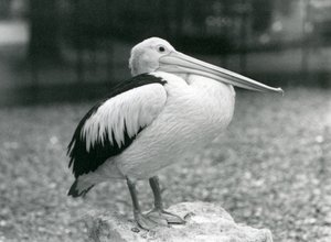 Ein australischer Pelikan auf einem Stein im Londoner Zoo, 1929 (s/w Foto)