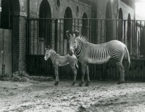Ein gefährdeter Grevy-Zebra, stehend mit ihrem 4 Tage alten Fohlen, in ihrem Gehege im Londoner Zoo im August 1927 von Frederick William Bond