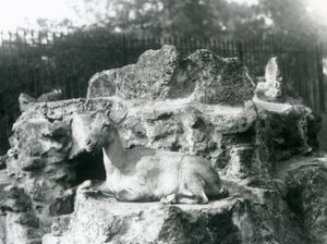 Ein Himalaya-Steinbock ruht auf einem Felsvorsprung im Londoner Zoo, August 1927 von Frederick William Bond