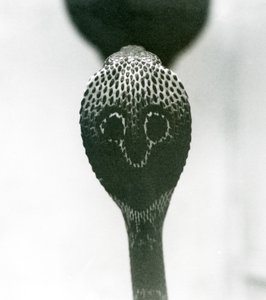 Eine indische Brillenschlange mit erhobenem Kopf und gespreizter Haube, Londoner Zoo, Oktober 1925 von Frederick William Bond