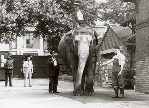 Ein indischer Elefant wird von Pflegern im Londoner Zoo gewogen, August 1935 von Frederick William Bond
