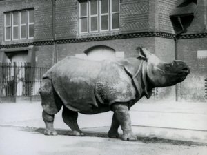 Ein Indisches Nashorn im Londoner Zoo, 1927 von Frederick William Bond