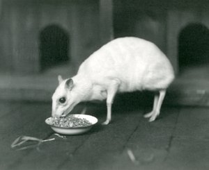 Ein Albino-Javanischer Hirschmaus frisst aus einer Schüssel im Londoner Zoo im Jahr 1926 von Frederick William Bond