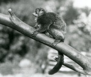 Ein gefährdeter Coquerel-Riesenmausmaki/Coquerel-Zwergmaki/Südlicher Riesenmausmaki ruht auf einem Ast im Londoner Zoo, Oktober 1929 von Frederick William Bond