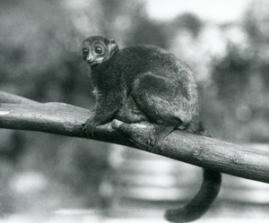 Ein gefährdeter Coquerel-Riesenkleinstreifenkäfer/Coquerel-Zwerglemur/Südlicher Riesenkleinstreifenkäfer, ruht auf einem Ast im Londoner Zoo, Oktober 1929 (s/w Foto) von Frederick William Bond
