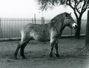 Ein gefährdetes Przewalski-Wildpferd steht in seinem Gehege im Londoner Zoo, Oktober 1927 von Frederick William Bond