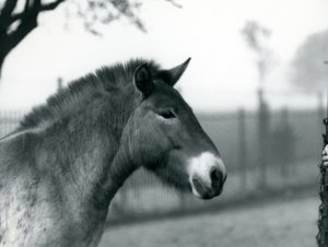 Ein gefährdetes Przewalski-Wildpferd steht in seinem Gehege im Londoner Zoo, Oktober 1927 von Frederick William Bond