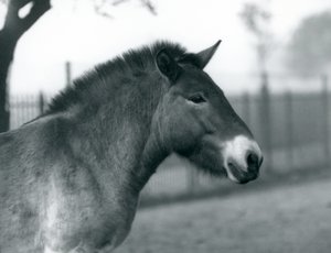 Ein gefährdetes Przewalski-Wildpferd steht in seinem Gehege im Londoner Zoo, Oktober 1927 von Frederick William Bond