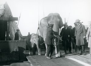Asiatische Elefanten steigen von einem Boot auf dem Weg zum London Zoo, 1927