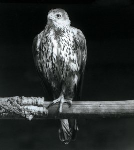 Bonellis Adler auf einem Ast im Londoner Zoo, September 1925 von Frederick William Bond