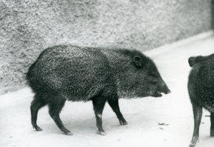 Kragenpekari im Londoner Zoo, 1927