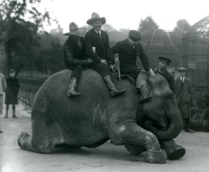 Cowboys und Trainer mit der indischen Elefantenkuh Sundermalah während eines Besuchs im Londoner Zoo 1924 von Frederick William Bond