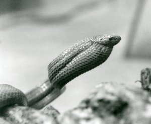 Eierschlange im Londoner Zoo im Jahr 1930 von Frederick William Bond