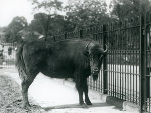 Europäischer Bison Georgina an den Gittern ihres Geheges, Londoner Zoo, 12. August 1926 von Frederick William Bond