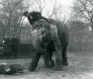 Weiblicher asiatischer Elefant, Indiarani, bewegt Holz mit ihrem Rüssel, während ihr Wärter auf ihrem Rücken sitzt und sie dirigiert und zwei andere Personen zuschauen, London Zoo, 1925 von Frederick William Bond