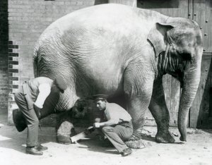 Weiblicher Asiatischer Elefant Sundermalah lässt sich von ihren Wärtern die Füße trimmen, Londoner Zoo, August 1926 von Frederick William Bond