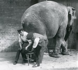 Weiblicher Asiatischer Elefant lässt sich von ihren Wärtern die Füße trimmen, Londoner Zoo, August 1926 von Frederick William Bond
