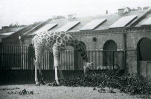 Weibliche Giraffe, 