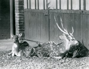 Vier Axishirsche, darunter ein Bock mit Geweih, im London Zoo im Jahr 1924 von Frederick William Bond