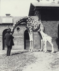 Giraffe mit 3 Tage altem Baby und Pfleger im Londoner Zoo, 1914 von Frederick William Bond