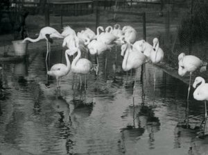 Große Flamingos an ihrem Teich im Londoner Zoo, 1926