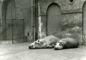 Flusspferde Bobbie und Joan im London Zoo, Juli 1923 von Frederick William Bond