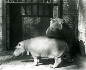 Flusspferde Joan und Jimmy im Londoner Zoo im Jahr 1927 von Frederick William Bond