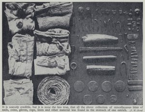 Gegenstände, die im Magen eines Straußes gefunden wurden (s/w Foto) von Frederick William Bond