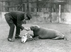 Wärter Arthur Chandler füttert einen jungen Walross mit Fisch, Londoner Zoo, 1924 von Frederick William Bond