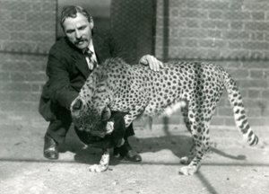 Wärter Charles Dixon mit einem verspielten Geparden im Londoner Zoo, Oktober 1922 von Frederick William Bond