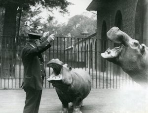 Wärter Ernie Bowman mit den Flusspferden Bobbie und Joan im London Zoo, Juli 1923 von Frederick William Bond