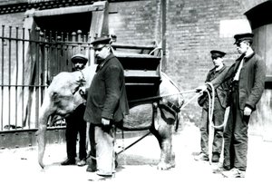 Die Wärter Jack Milbourne, H. Robertson und Thomas trainieren einen jungen asiatischen Elefanten, Londoner Zoo, Mai 1922 von Frederick William Bond