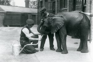 Wärter helfen dem jungen männlichen afrikanischen Elefanten Kiberenge, aus einem an eine Gießkanne angeschlossenen Schlauch zu trinken, Londoner Zoo, Juli 1924 von Frederick William Bond