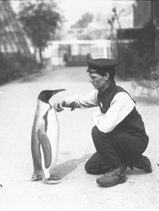 Königspinguin mit Wärter Harry Munro, 1914 von Frederick William Bond