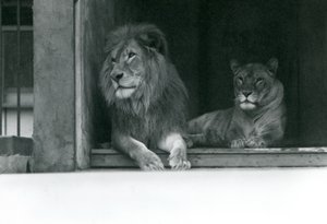 Löwe und Löwin Kuja und Caroline im ZSL Londoner Zoo, Juli 1924 von Frederick William Bond