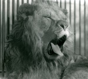 Männlicher Löwe Abdullah gähnt in seinem Gehege, London Zoo, 1925 von Frederick William Bond