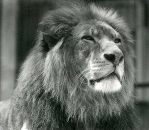 Männlicher Löwe Kuja im Londoner Zoo im August 1924 von Frederick William Bond