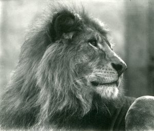 Männlicher Löwe Kuja im London Zoo, Januar 1925 von Frederick William Bond