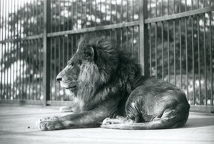 Männlicher Löwe Toto liegt in seinem Gehege im Londoner Zoo, September 1927 von Frederick William Bond
