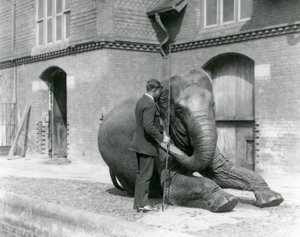 Syed Ali, der Indiarani vor dem Elefantenhaus trainiert, London Zoo, August 1923 von Frederick William Bond