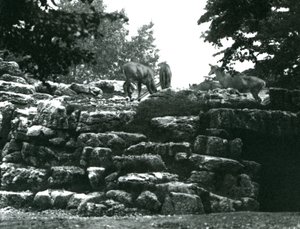 Das Eland-Antilopen-Gehege im Londoner Zoo im Juni 1924 von Frederick William Bond