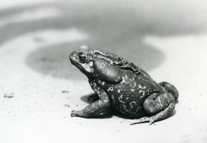 Die größte und kleinste Kröte im Menagerie im August 1928