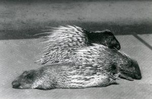 Drei Kap-Südafrikanische Stachelschweine, London Zoo, 1925 von Frederick William Bond